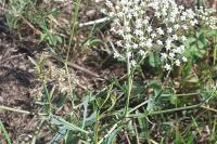Falcaria vulgaris