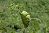 Heracleum sphondylium