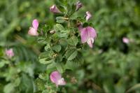 Ononis spinosa