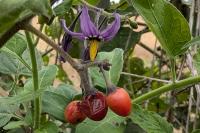 Solanum dulcamara