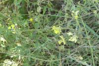 Medicago sativa