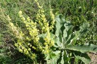 Verbascum pulverulentum
