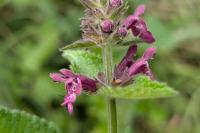 Stachys sylvatica