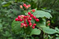 Viburnum lantana