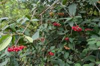 Viburnum lantana