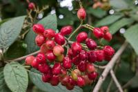 Viburnum lantana