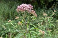 Eupatorium cannabinum