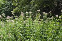 Eupatorium cannabinum