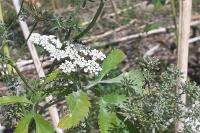 Ammi majus