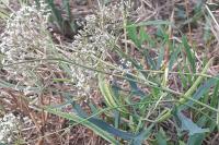 Falcaria vulgaris