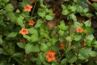 Lysimachia arvensis