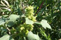 Xanthium orientale