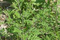 Ambrosia artemisiifolia