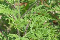 Ambrosia artemisiifolia
