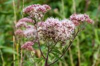 Eupatorium cannabinum