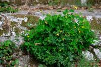 Chelidonium majus
