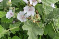Althaea officinalis