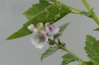 Althaea officinalis