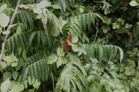 Rhus typhina