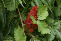 Rhus typhina