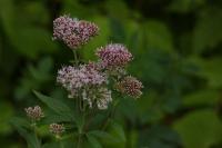 Eupatorium cannabinum