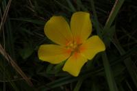 Ludwigia grandiflora
