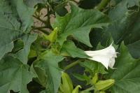 Datura stramonium