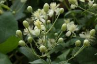 Clematis vitalba