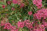 Centranthus ruber