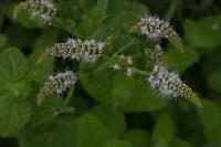 Mentha suaveolens