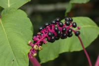 Phytolacca americana