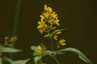 Lysimachia vulgaris