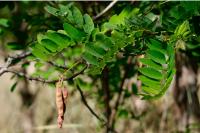 Robinia pseudoacacia