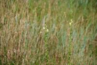 Verbascum virgatum
