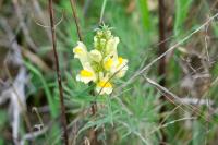 Linaria vulgaris