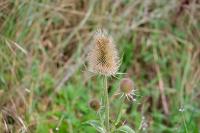 Dipsacus fullonum