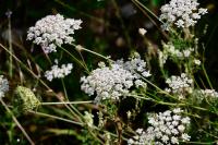 Daucus carota