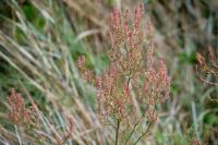 Rumex thyrsiflorus