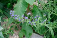 Echium vulgare