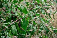 Phytolacca americana