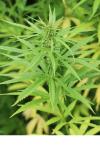 Cannabis sativa