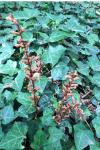 Orobanche hederae