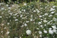 Daucus carota