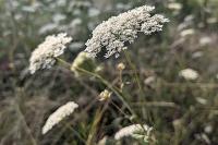 Daucus carota
