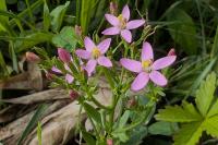 Centaurium erythraea