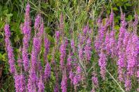 Lythrum salicaria