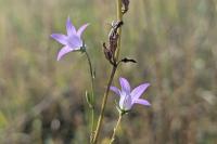 Campanula rapunculus
