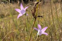 Campanula rapunculus