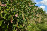 Phytolacca americana