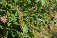 Phytolacca americana
